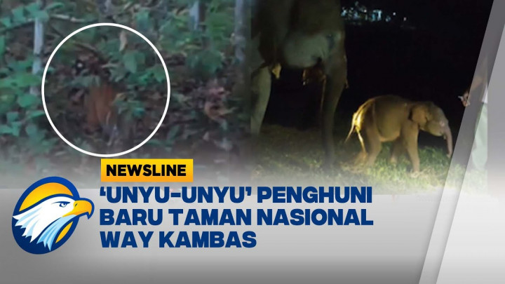 Kelahiran Anak Gajah dan Anak Harimau di Taman Nasional Way Kambas Lampung
