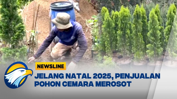 Daya Beli Turun, Penjualan Pohon Natal di Bandung Barat Merosot