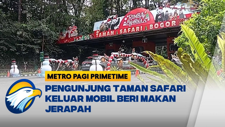Nekat! Pengunjung Taman Safari Turun dari Mobil di Zona Satwa Liar