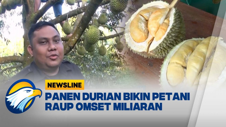 Berburu Durian Premium Musang King di Tapanuli Utara