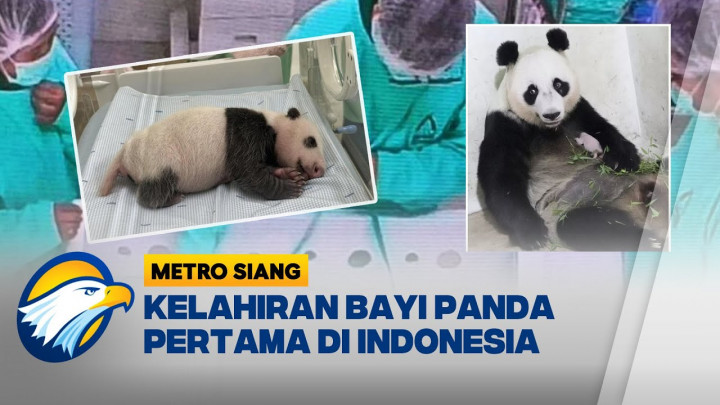 Bayi Panda Pertama Indonesia, Simbol Kerja Sama Indonesia–Tiongkok
