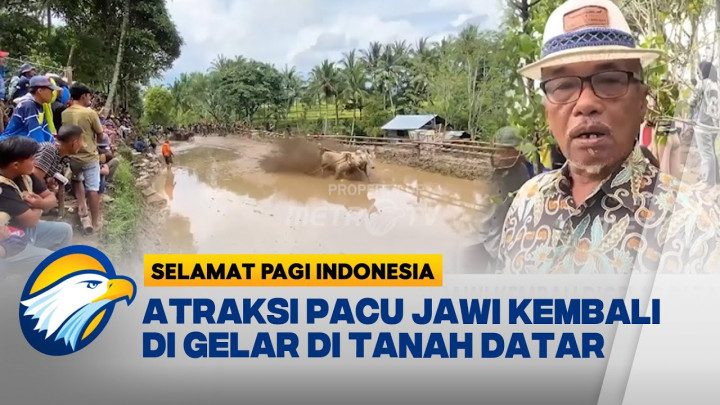 Serunya Pacu Jawi Tanah Datar, Hiburan Rakyat Pasca Bencana
