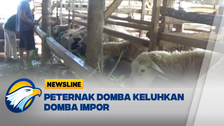 Peternak Domba Brebes Keluhkan Maraknya Domba Impor