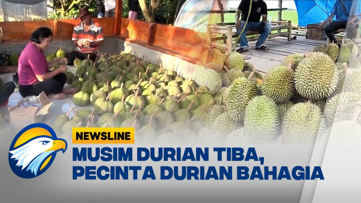 Musim Durian Tiba, Warga Berbondong-bondong Berburu Durian
