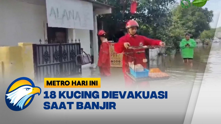 Terjebak Banjir, 18 Kucing Berhasil Diselamatkan Petugas Gulkarmat