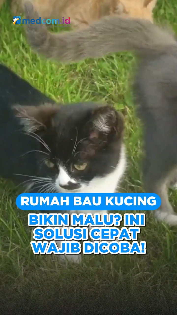 Rumah Bau Kucing Bikin Malu? Ini Solusi Cepat Wajib Dicoba!