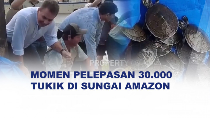 Upaya Konservasi, 30.000 Tukik Dilepas di Sungai Amazon