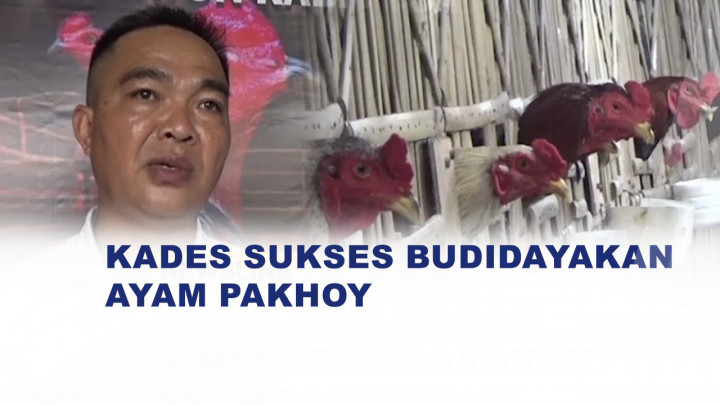 Dari Hobi Jadi Cuan, Kades Pesawaran Sukses Budidayakan Ayam Pakhoy