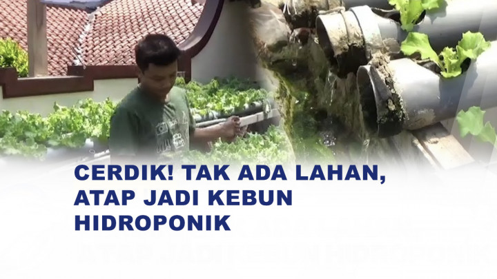 Dari Atap Rumah, Warga Bangkalan Kembangkan Sayuran Hidroponik