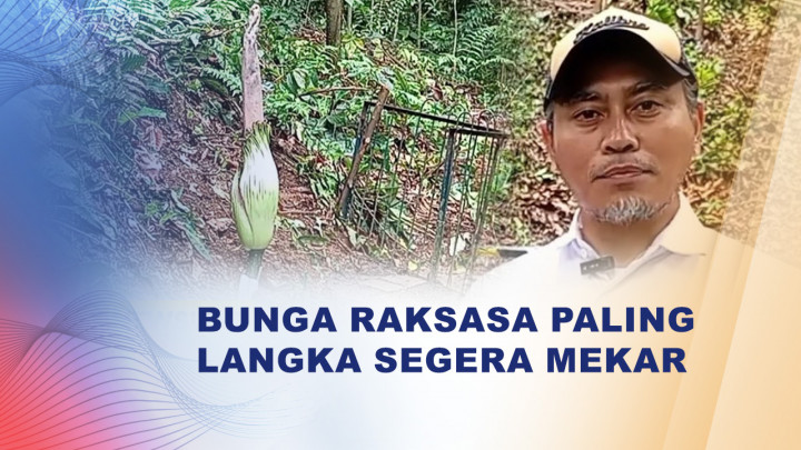 Penantian Setelah 13 Tahun, Bunga Bangkai Raksasa Segera Mekar