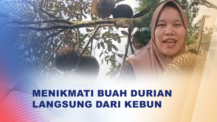 Musim Durian Datang, Berburu Durian Langsung di Kebun