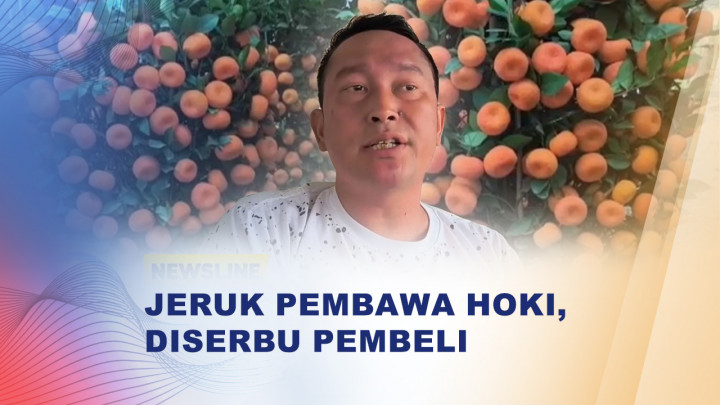 Jelang Imlek, Jeruk Kimkit Diburu hingga Ribuan Pesanan