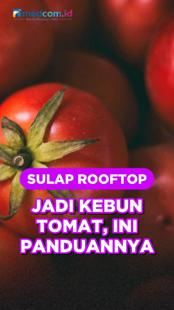 Sulap Rooftop Jadi Kebun Tomat, Ini Panduannya