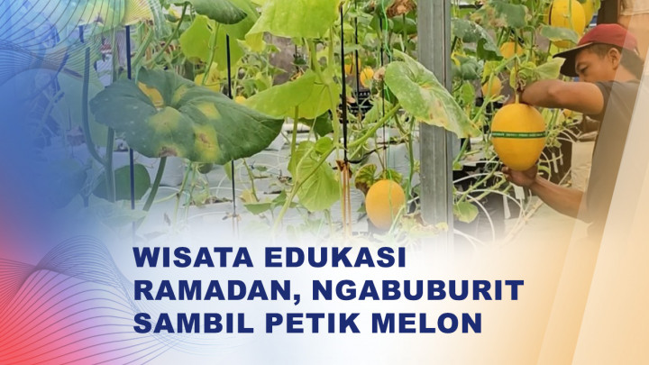 Serunya Ngabuburit Sambil Petik Melon di Pati