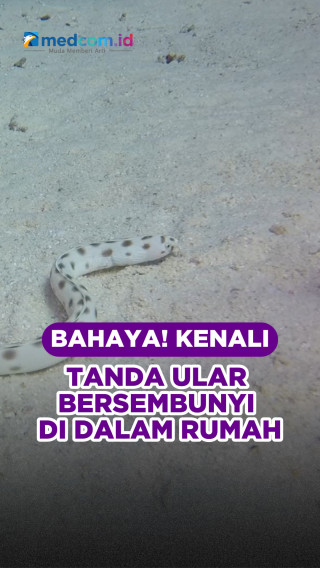 Bahaya! Kenali Tanda Ular Bersembunyi di Dalam Rumah