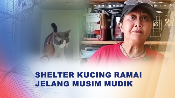 Musim Mudik Tiba, Shelter Kucing di Ciputat Ramai Titipan Anabul