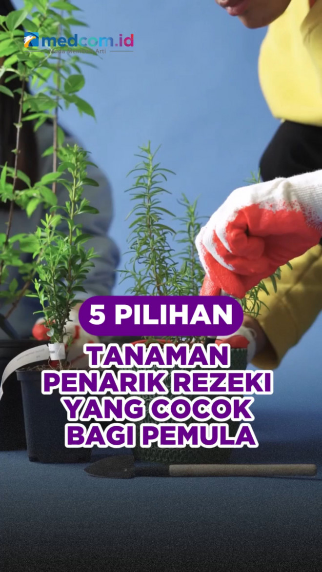 5 Pilihan Tanaman Penarik Rezeki yang Cocok bagi Pemula