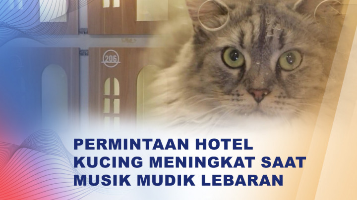 Mudik Tenang, Hotel Kucing Diserbu Pemilik Anabul
