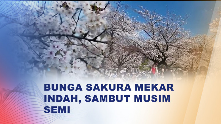 Bunga Sakura Mekar, Ribuan Warga dan Turis Padati Taman di Tokyo