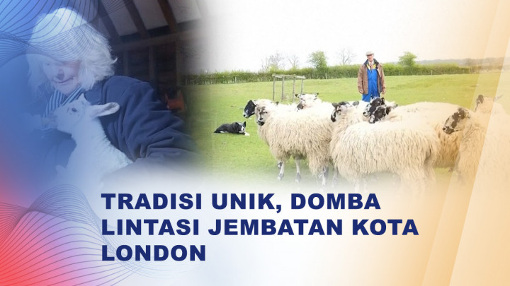 Mengenal Tradisi Sheep Drive di London