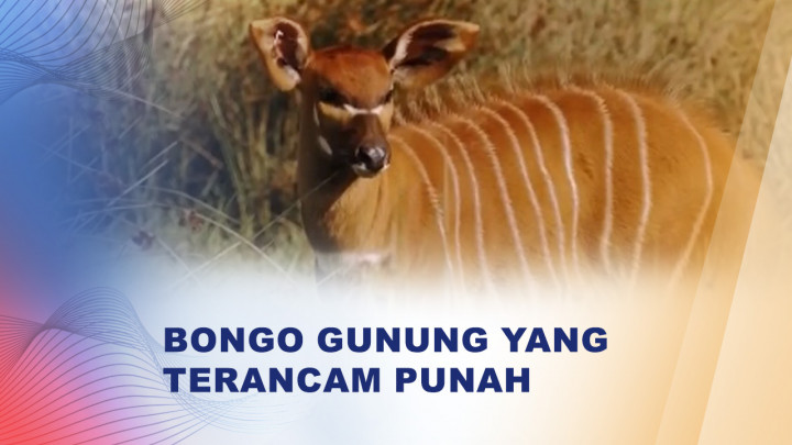 Upaya Konservasi Bongo Gunung yang Hampir Punah