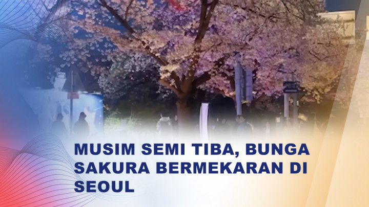 Ribuan Wisatawan Terpesona Keindahan Sakura di Seoul