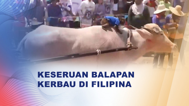 Seru! Ratusan Kerbau Adu Cepat di Festival Panen Filipina