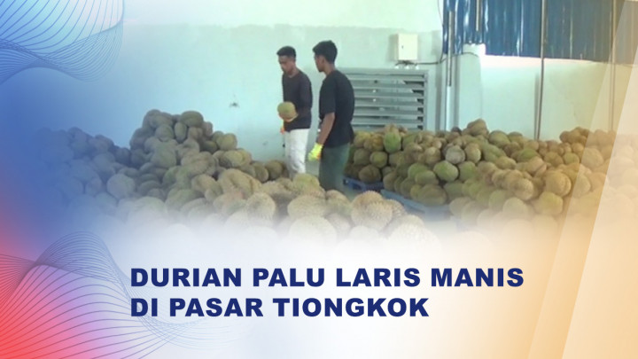 Ekspor Durian dari Palu Melesat, China Jadi Pasar Utama