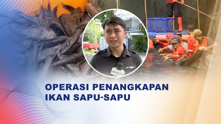 Operasi Besar-besaran, Pemprov Jakarta Sasar Ikan Sapu-Sapu