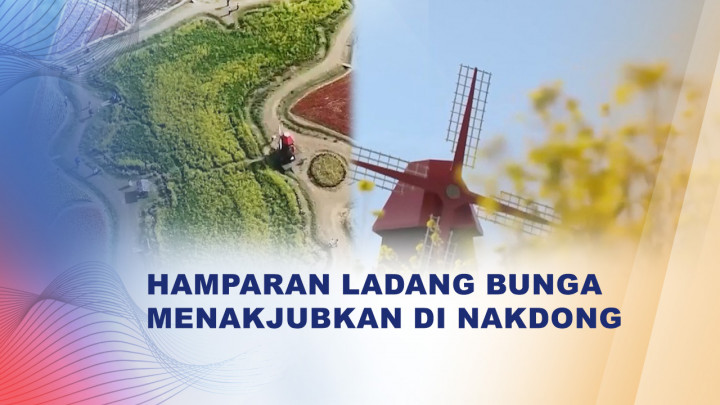 Festival Bunga Canola Tambah Keindahan Musim Semi di Korea Selatan