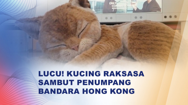 Kucing Raksasa 'Tidur' di Bandara Hong Kong, Bikin Penumpang Gemas