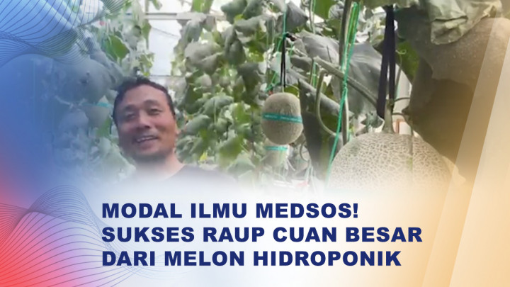Cuan Melon Hidroponik Berbekal Ilmu Media Sosial