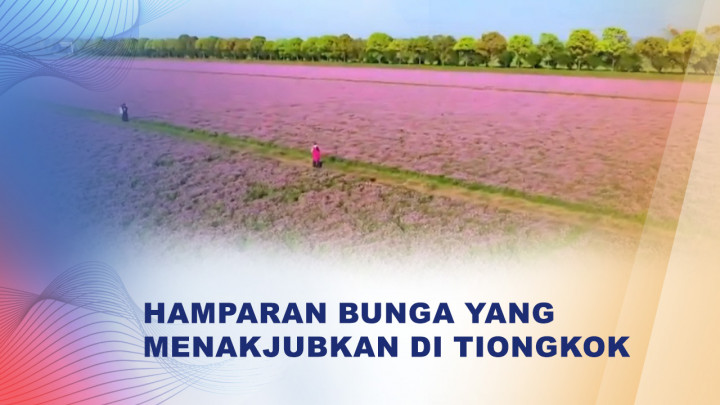 Viral! Ladang Ungu Hefei Yang Memukau Wisatawan