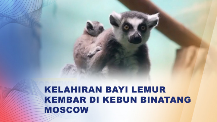 Gemas! Lemur Kembar di Kebun Binatang Moskow Perdana Tampil ke Publik