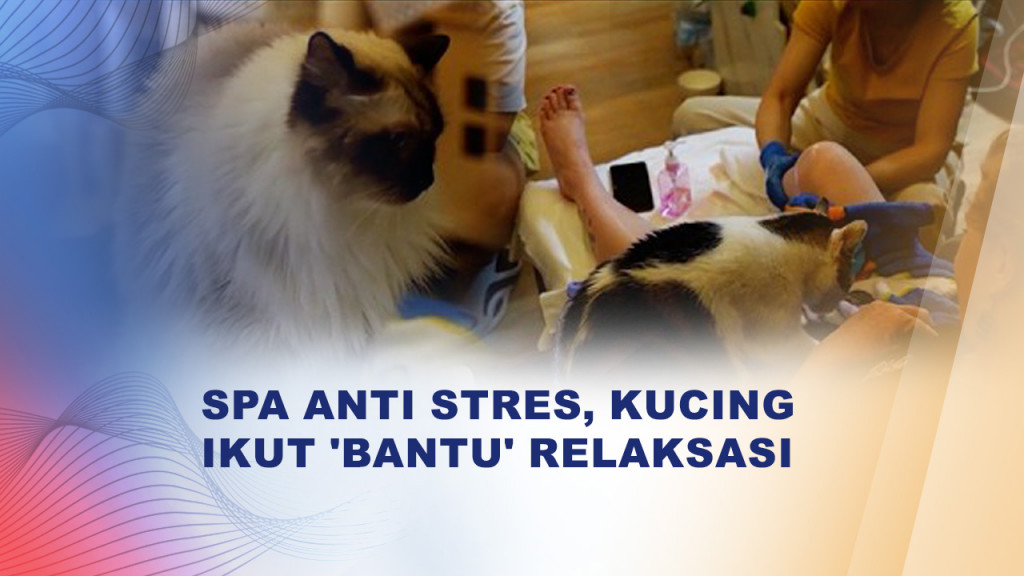 Relaksasi Anti Mainstream, Spa di Hong Kong Tawarkan Pengalaman Dipijat Kucing