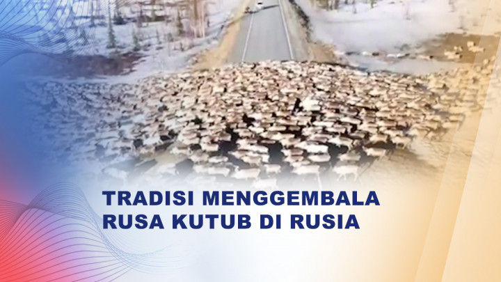Kawanan Rusa Kutub Bermigrasi di Wilayah Rusia Utara