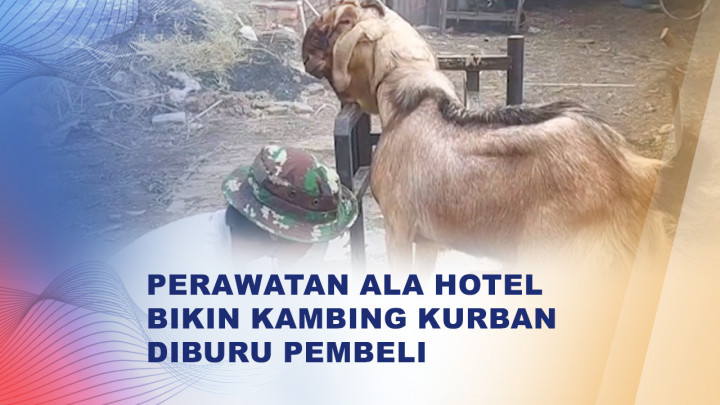 Unik, Peternak Kambing di Kudus Buat 'Hotel Kambing' Jelang Iduladha