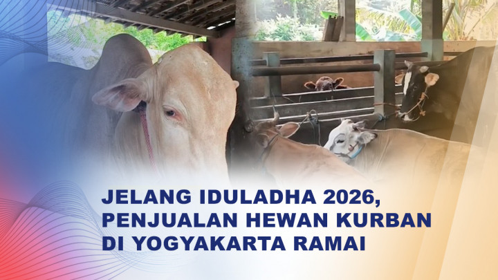 Sapi Madura dan Bali  Jadi Pilihan Favorit Pembeli Hewan Kurban di Yogyakarta