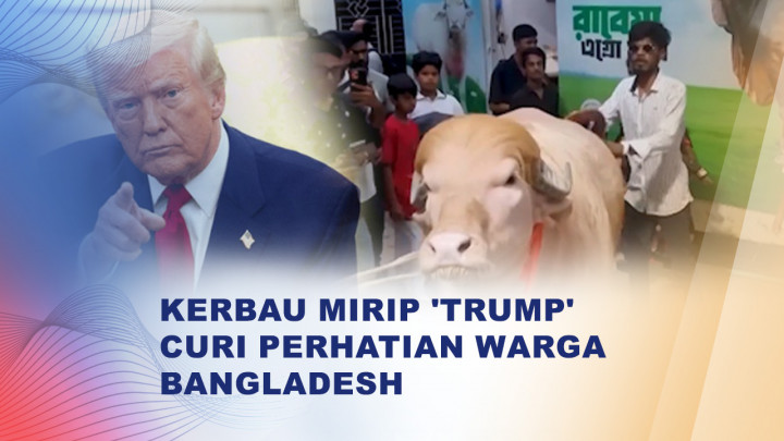 Viral Kerbau Albino Berambut Pirang Mirip Donald Trump di Bangladesh