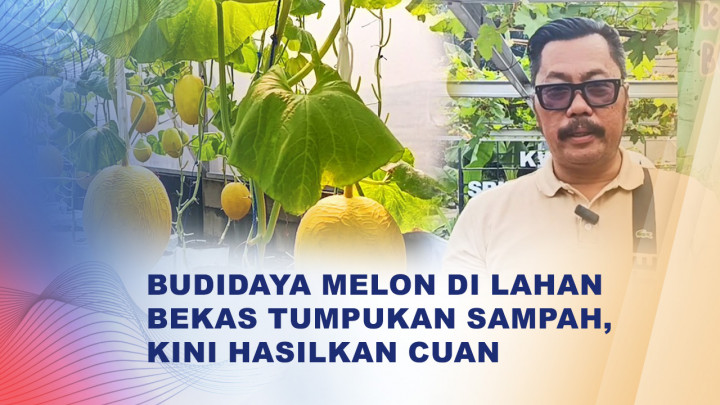 Lahan Bekas Sampah Disulap Jadi Kebun Melon Modern