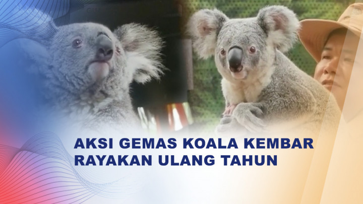 Kebun Binatang Guangzhou Jadi Rumah Populasi Koala Terbesar di Luar Australia