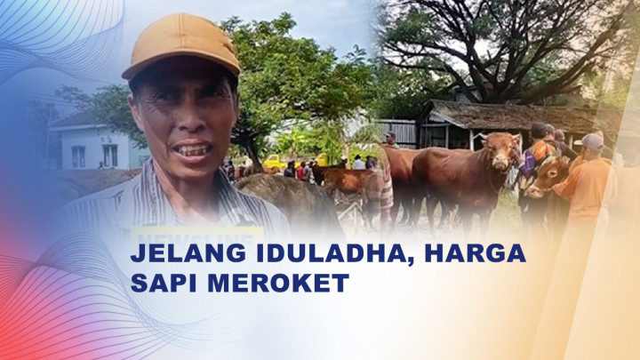 Harga Sapi Naik 25% Jelang Idul Adha, Pedagang di Lamongan Raup Cuan