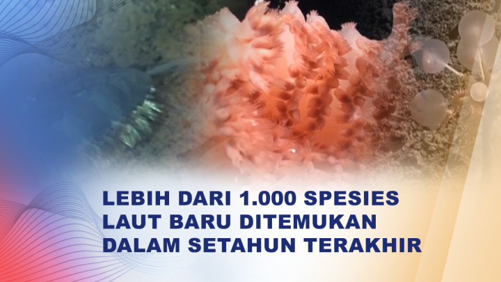 Lebih dari Seribu Spesies Laut Baru Ditemukan dalam Ocean Census