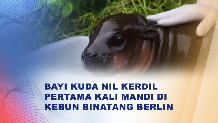 Momen Perdana Bayi Kuda Nil Kerdil Mandi di Berlin