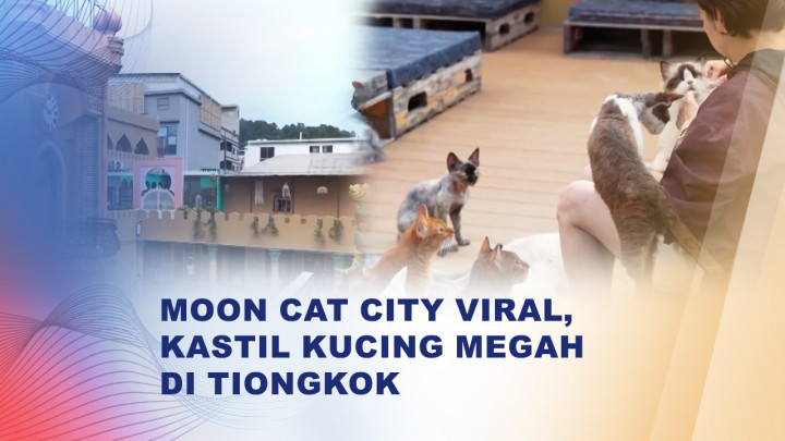 Destinasi Wisata Unik Bagi Pecinta Kucing