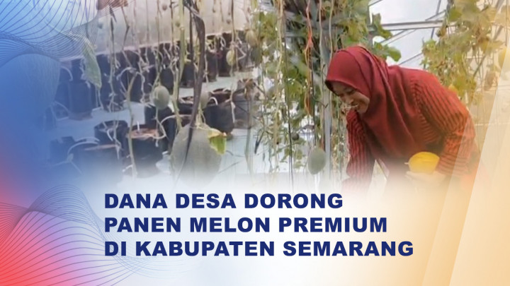 BUMDes Tuntang Sukses Panen Melon, Jadi Contoh Ketahanan Pangan Desa