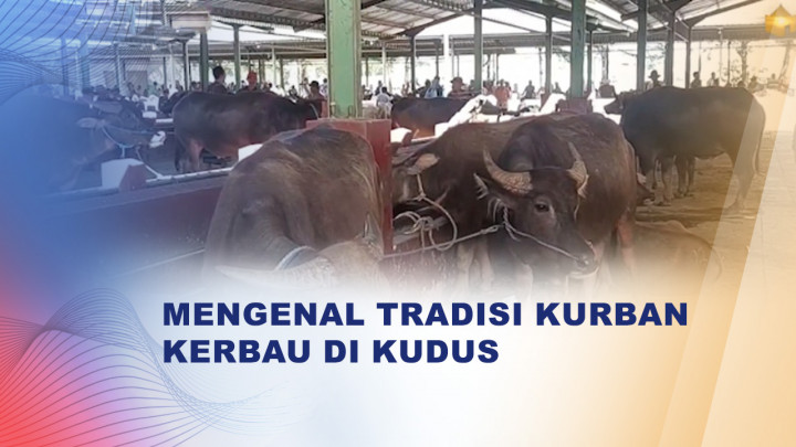 Tradisi Kurban Kerbau di Kudus, Warisan Toleransi Sunan Kudus