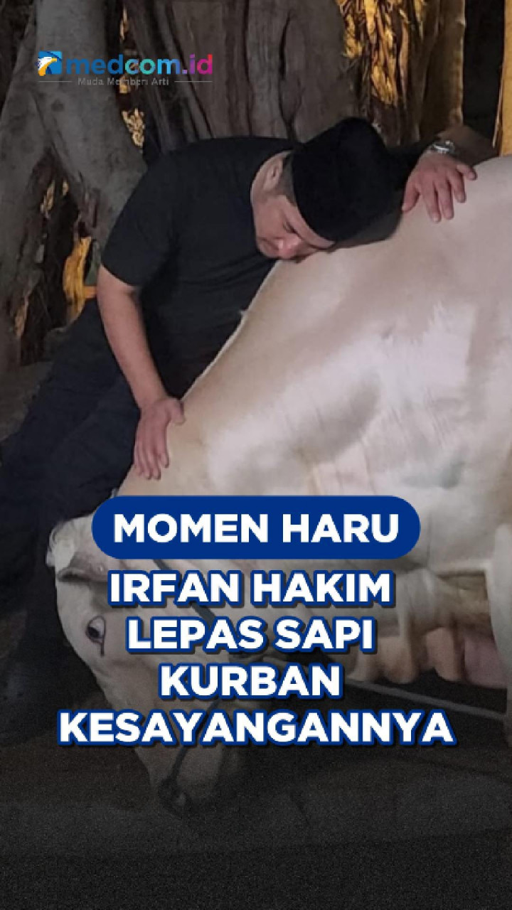 Momen Haru Irfan Hakim Lepas Sapi Kurban Kesayangannya