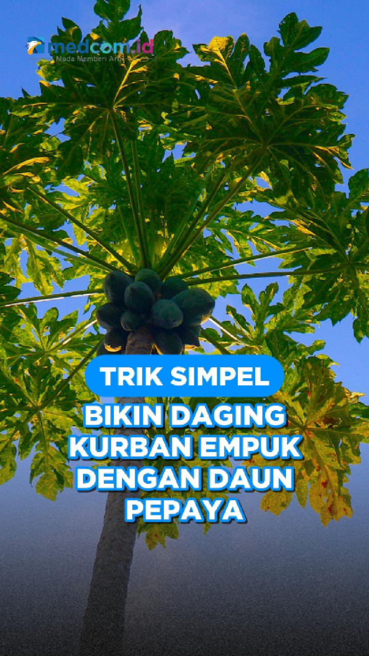 Trik Simpel Bikin Daging Kurban Empuk dengan Daun Pepaya