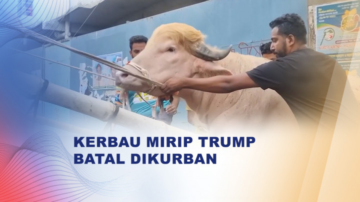 Viral Kerbau Bergaya Rambut Donald Trump Diamankan Jelang Kurban
